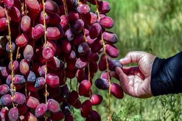 تصویر 2 از خرمای رطب مضافتی لوکس مخصوص مجالس درپوشی شکیل